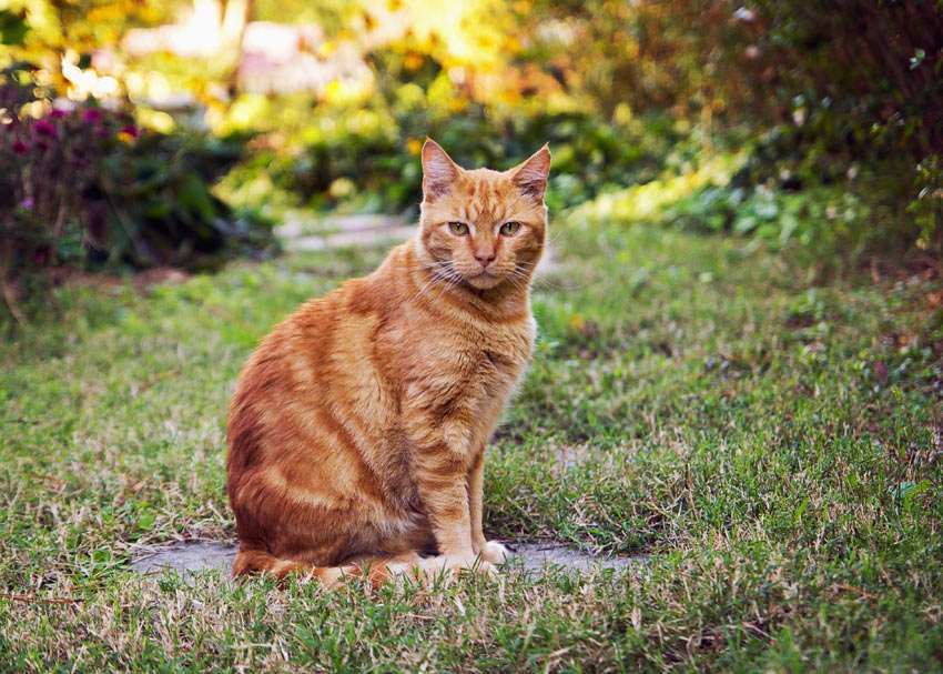 Train Your Cat to Go Outside and Come Back