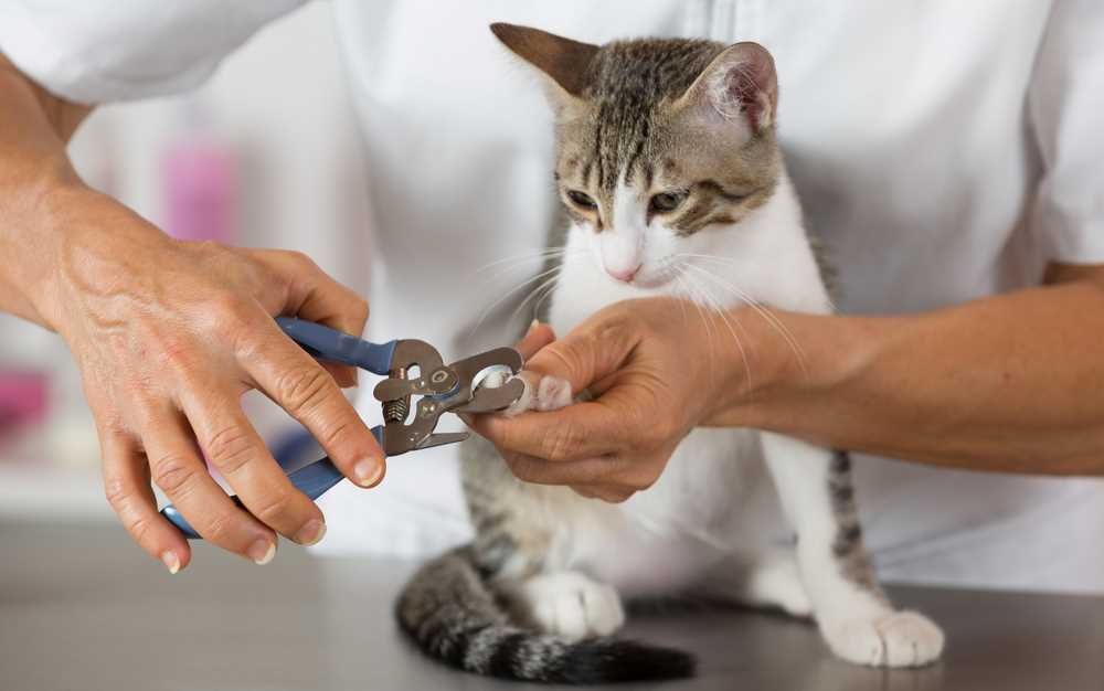 Prevent Nail Biting in Cats