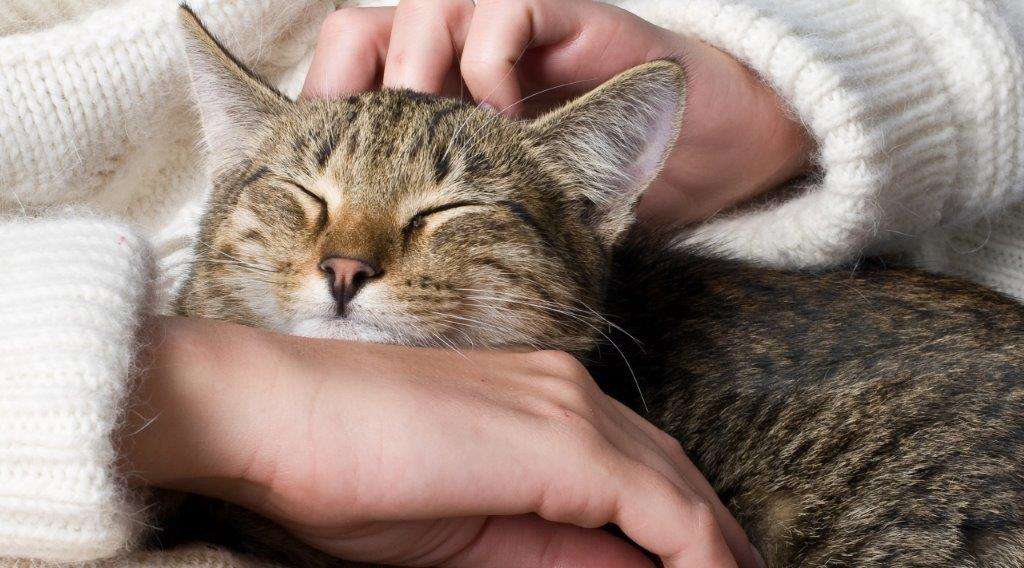 How to Prevent Nail Biting in Cats - THE CAT SPACE