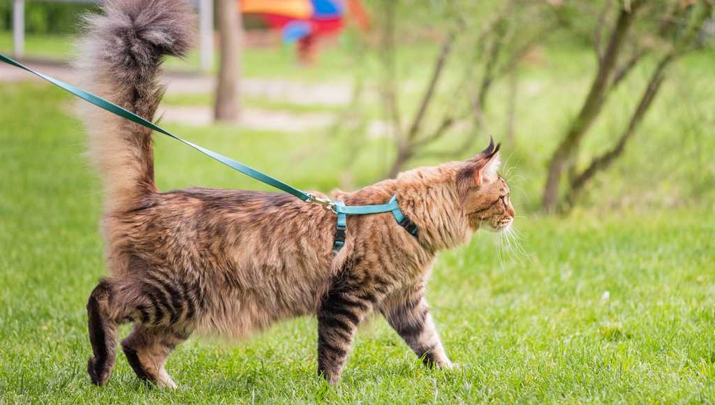 Train Your Cat to Go Outside and Come Back