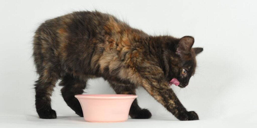 Stop Your Cat from Scratching the Floor After Eating