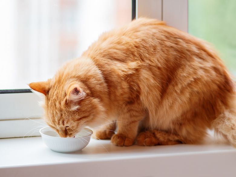 Is your Cat not Drinking Water after Surgery?