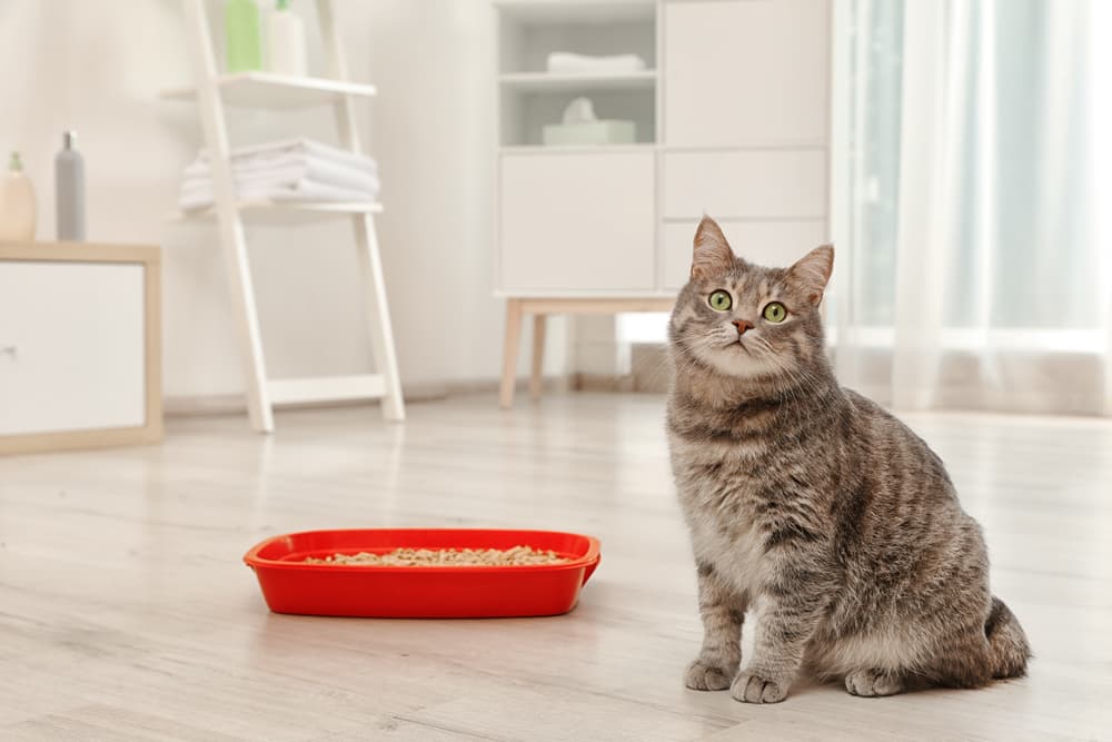 How to transition a Cat to a new Litter Box location