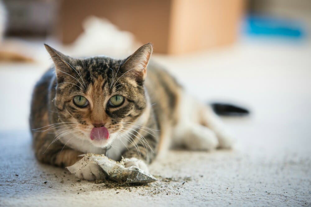 Side effects of catnip