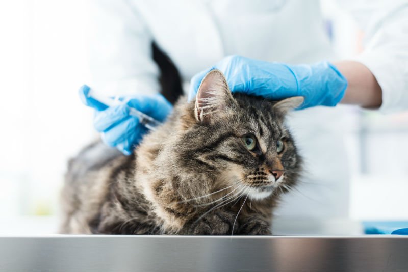 What Diseases Can Cats Transmit to Humans