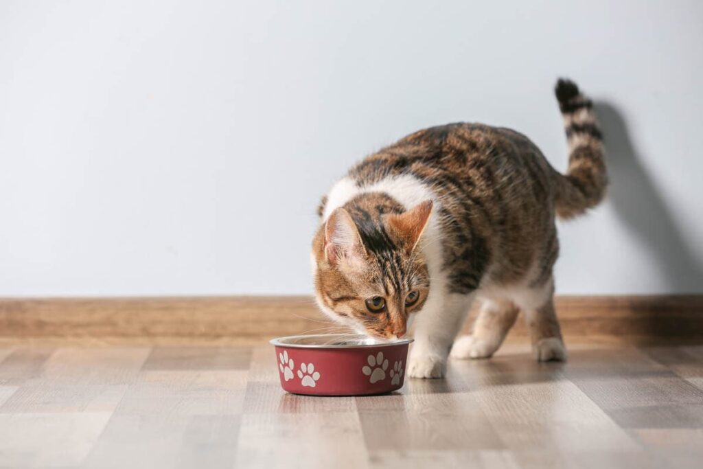 Stop Your Cat from Scratching the Floor After Eating