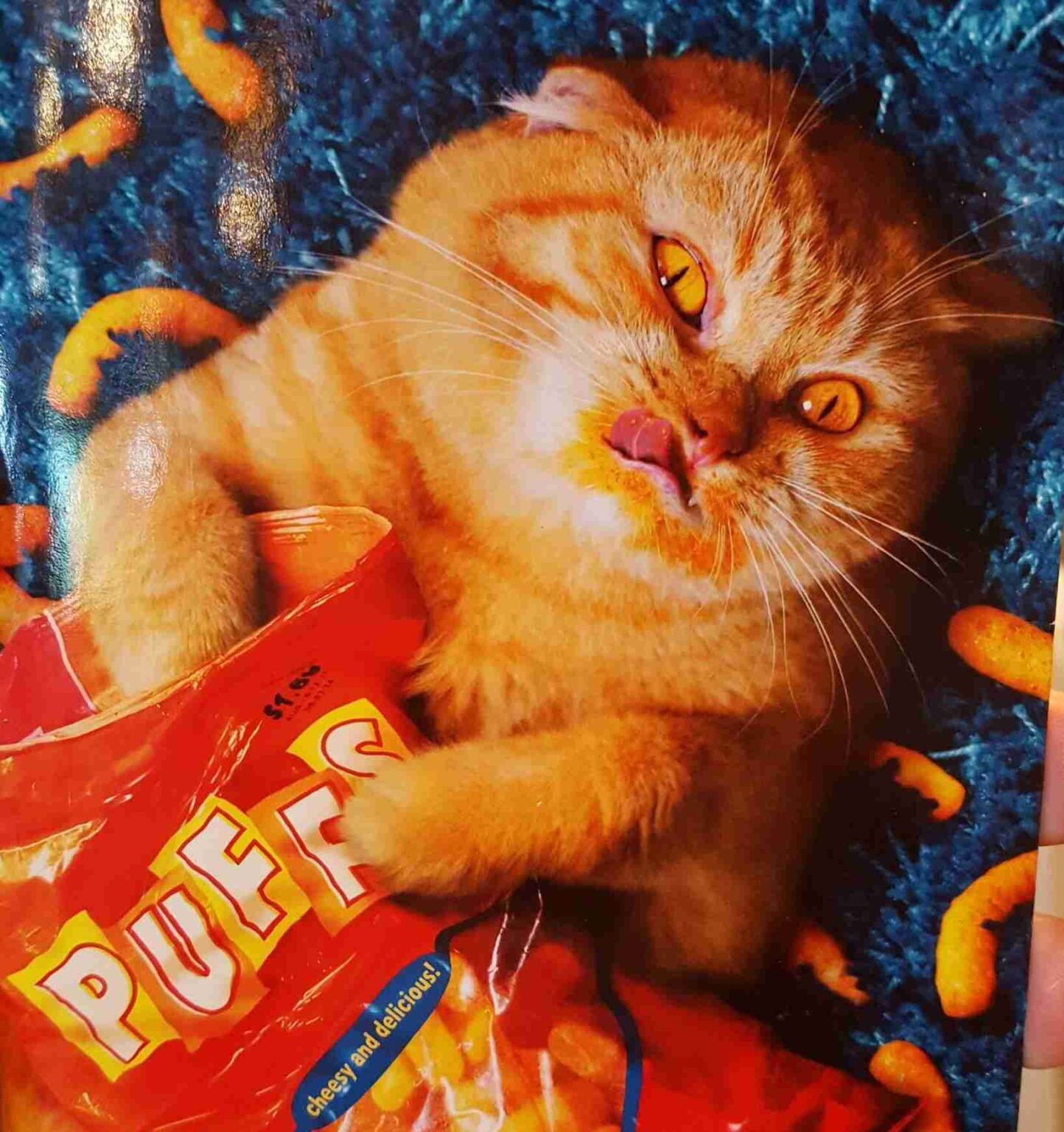 what-happens-when-cats-eat-cheetos-the-cat-space