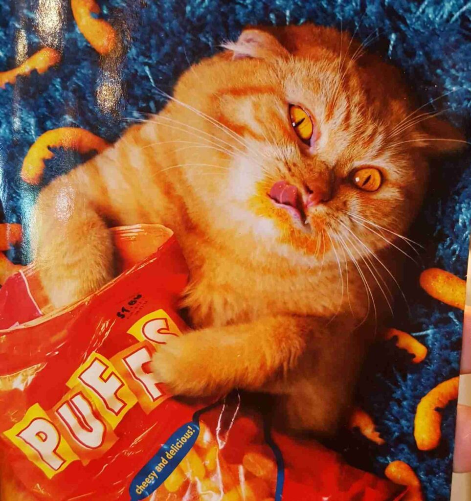 Cats Eat Cheetos