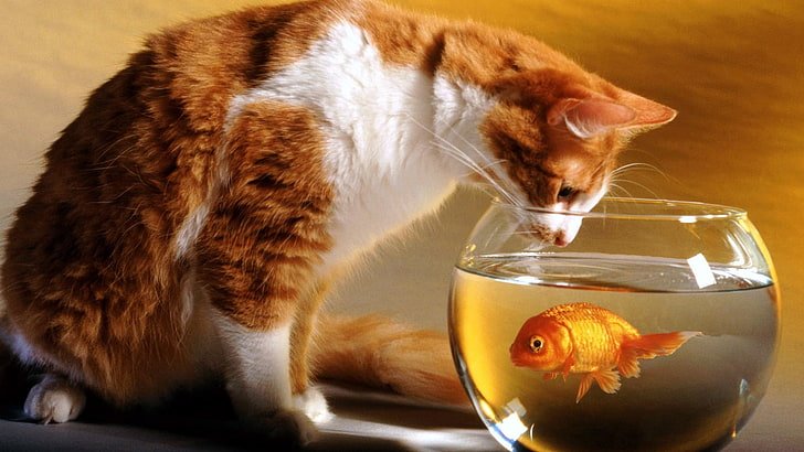 Can Cats Eat Goldfish