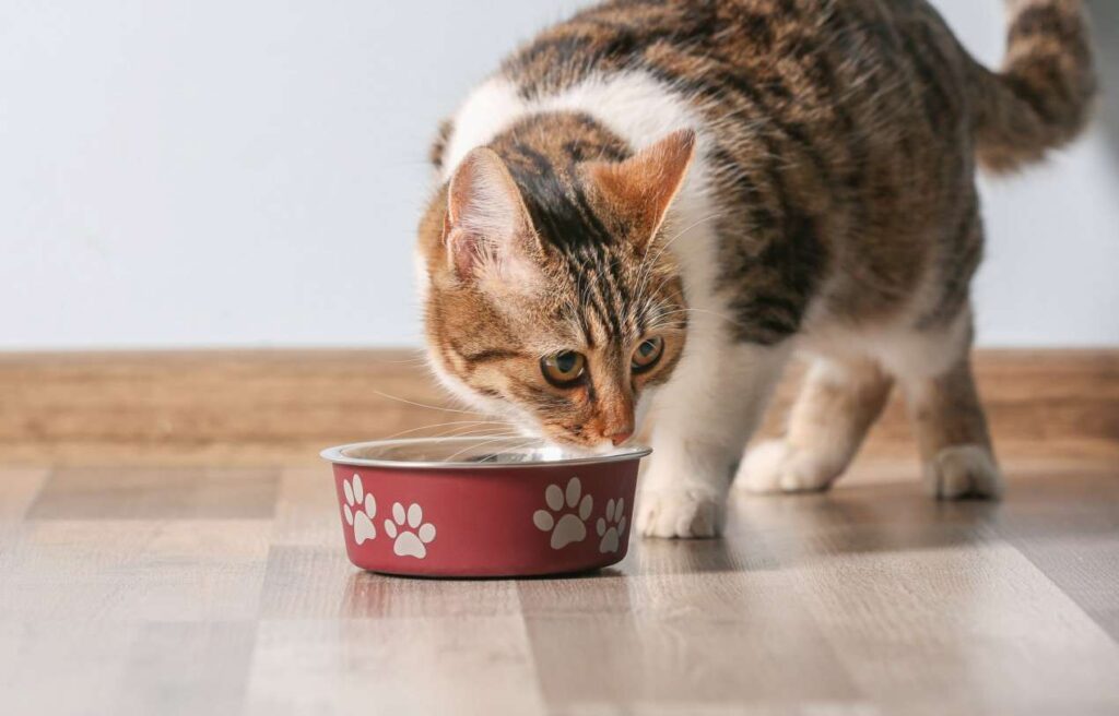 Cats Eat Dog Food