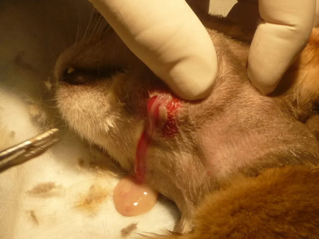 Healing Stages for a Cat Abscess (with Pictures)