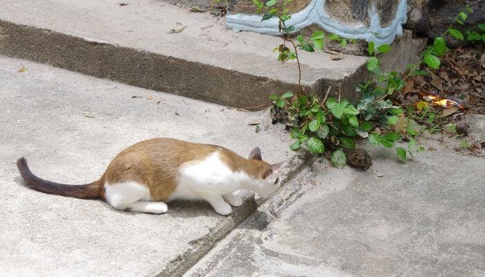 Cat Eats Frogs