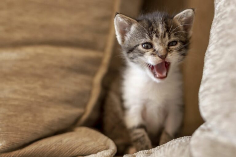 How To Stop A Kitten From Crying At Night 6 Ways TheCatSpace