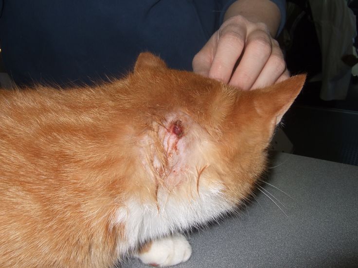 Cat Fight Injury
