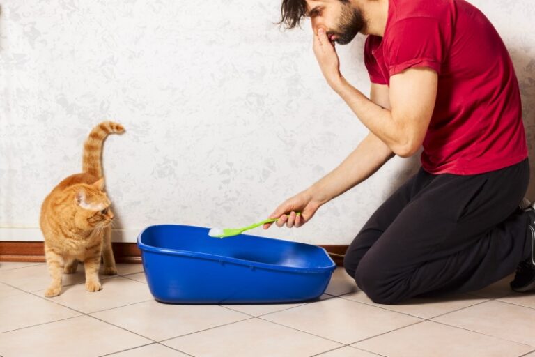 How to Get Rid of Cat Litter Smell Fast (3 Methods) TheCatSpace