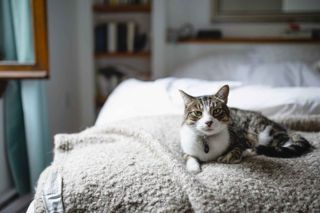 Why Your Cat is Scared of the Bed