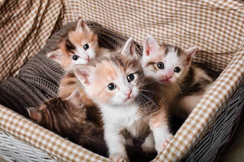 Is it Cruel to Separate Kittens from their Mother?