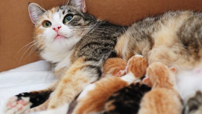 Why Is The Mother Cat Not Feeding Her Kittens The Cat Space