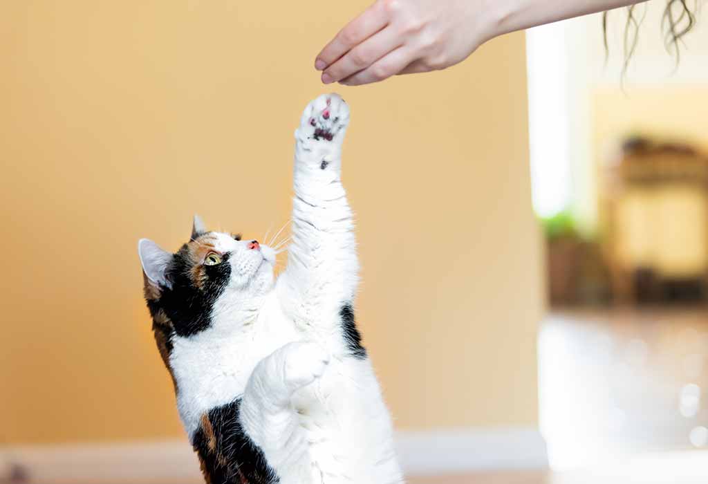 Train Your Cat Without Treats
