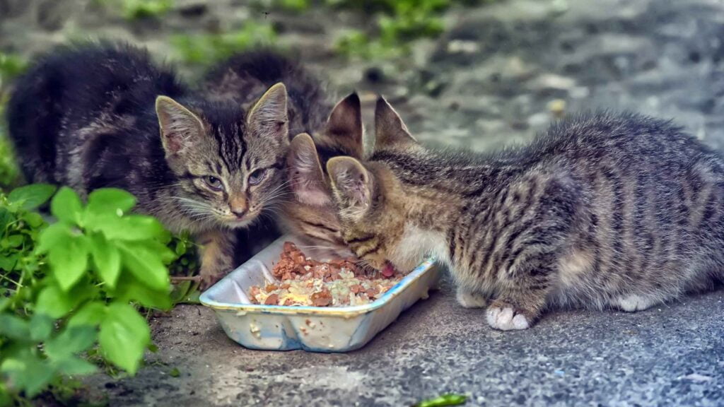 Feeding Feral Cats