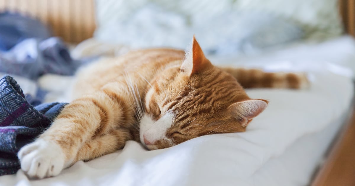 how-to-get-your-cat-to-sleep-with-you-the-cat-space