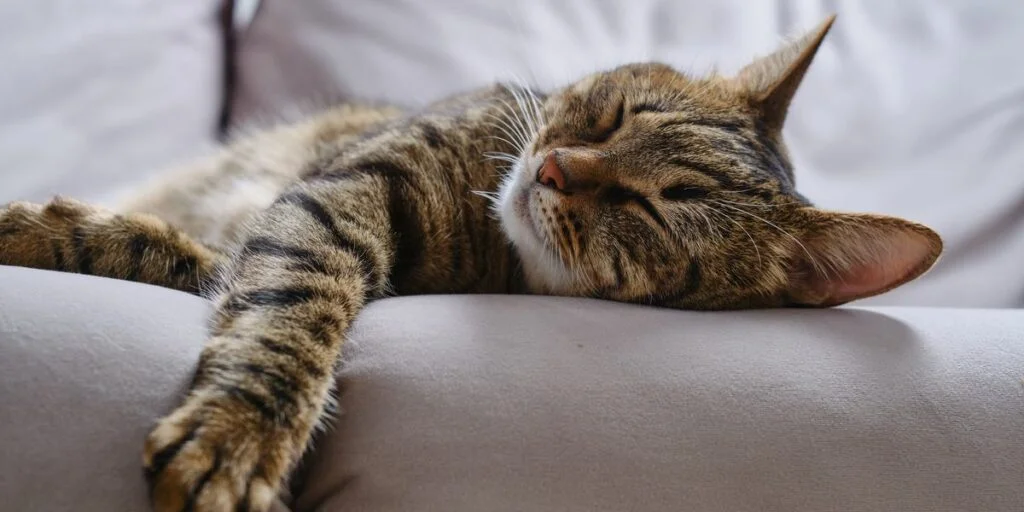 How Much Do Cats Sleep In Their Life - THE CAT SPACE