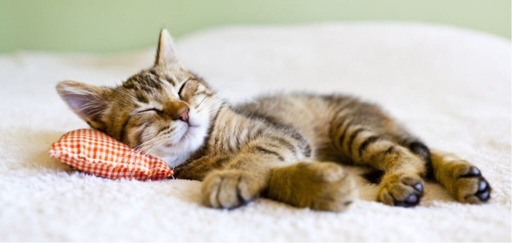 Cats Sleep More During the Summers