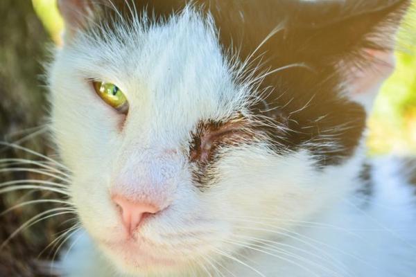 Is Cat Eye Infection Contagious to Humans? - THE CAT SPACE