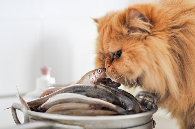 How to Cook Mackerel for Cats