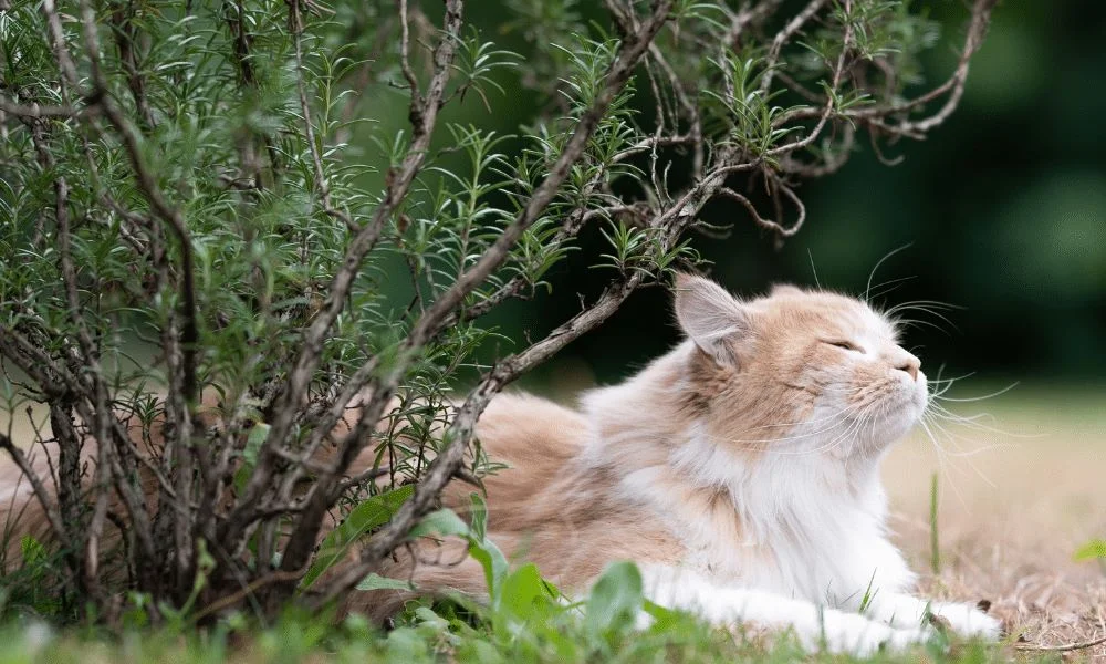 Rosemary for Cats