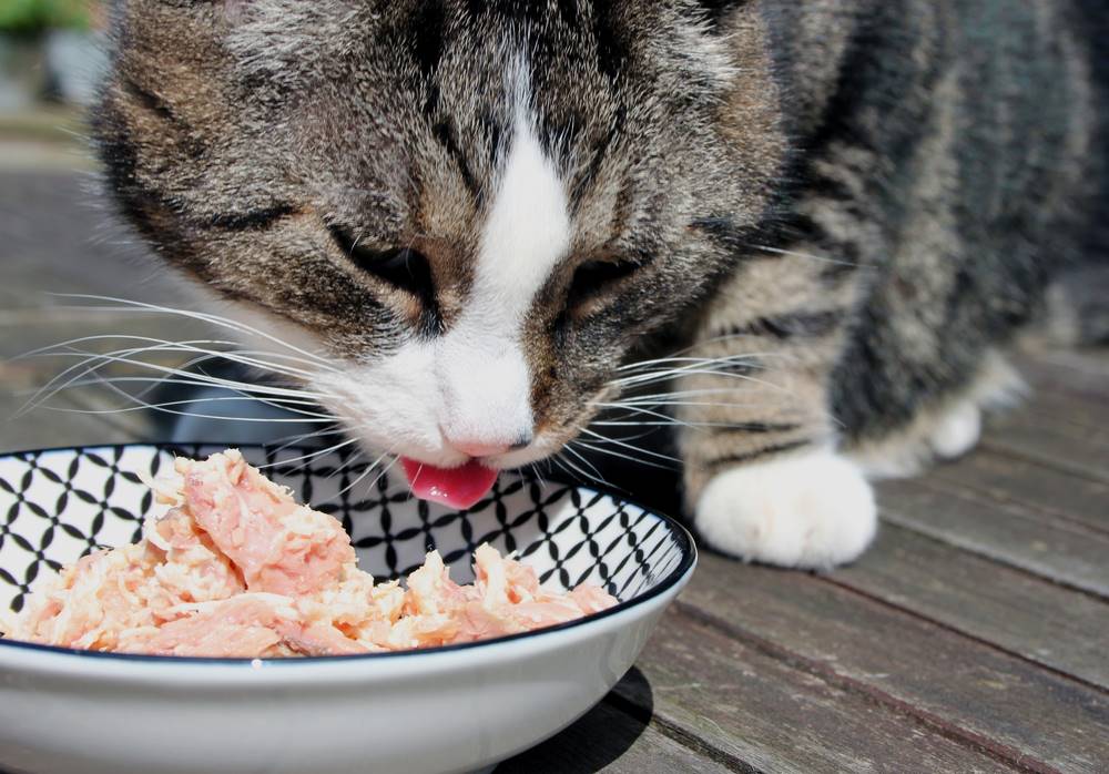 How to Cook Mackerel for Cats