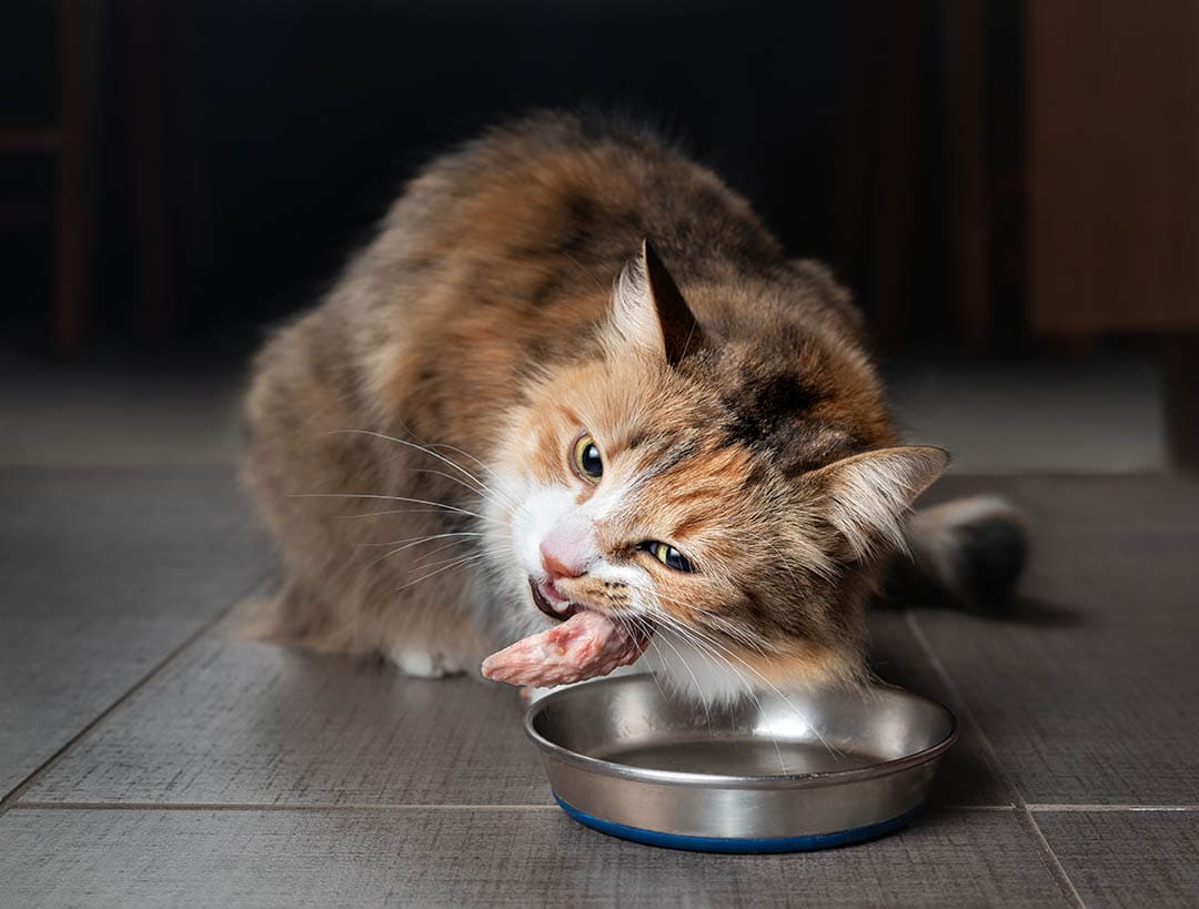 how-to-prepare-raw-chicken-for-cats-the-easy-way