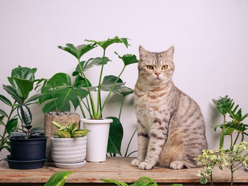 Rosemary for Cats