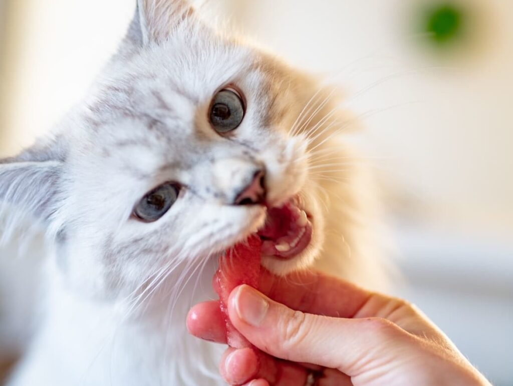 Prepare Raw Chicken for Cats