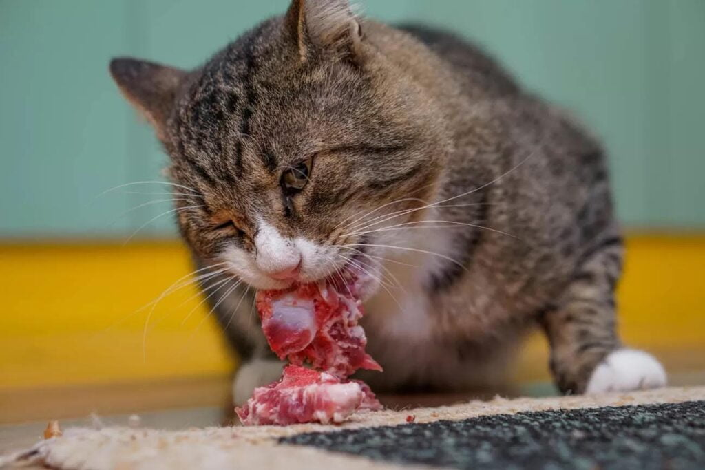 Prepare Raw Chicken for Cats