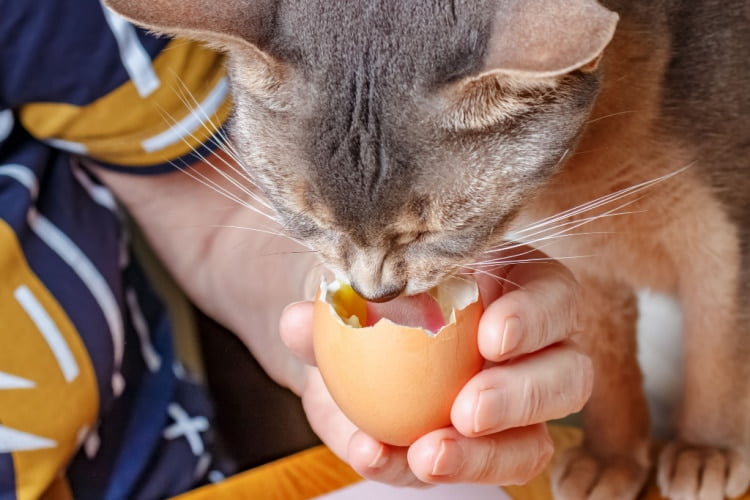  Cats Eat Raw Chicken Eggs