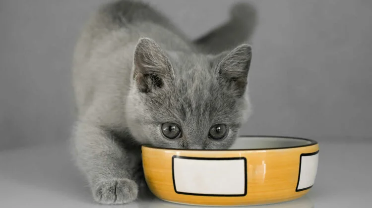 How to Get Kittens to Drink Water - THE CAT SPACE