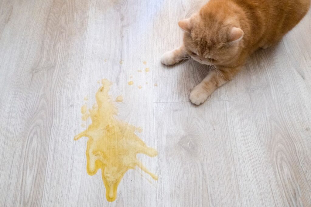 Cat Pee Smells Too Strong