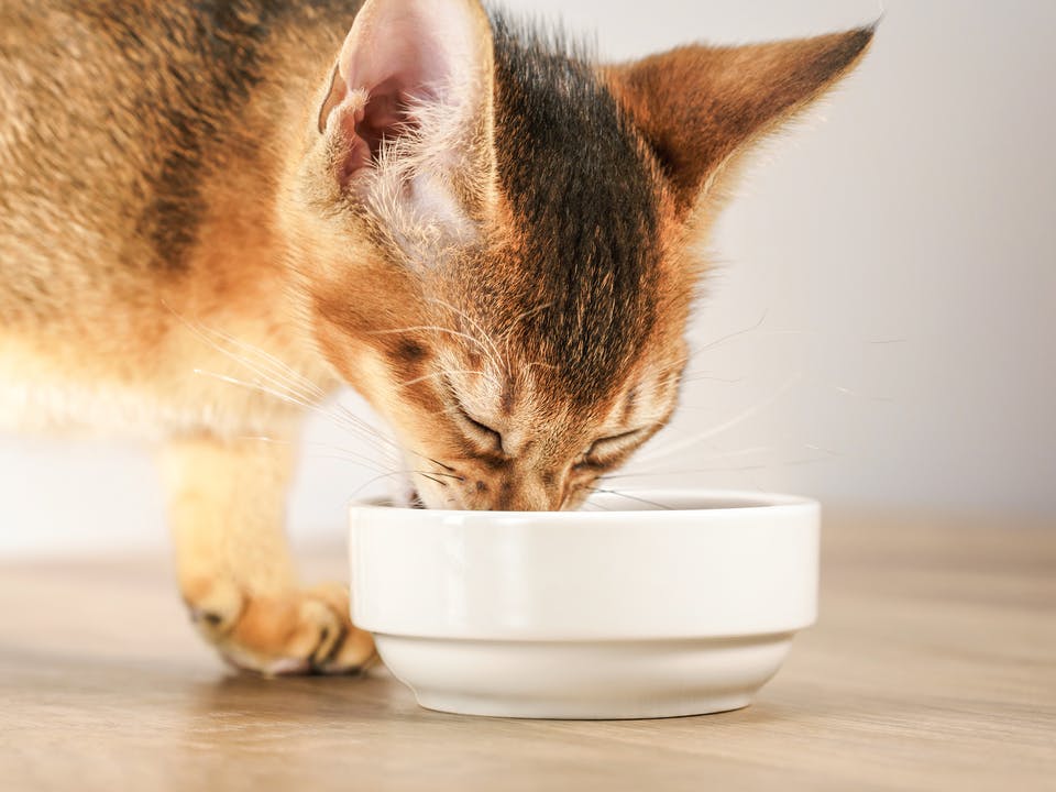 Get Kitten to Drink Water