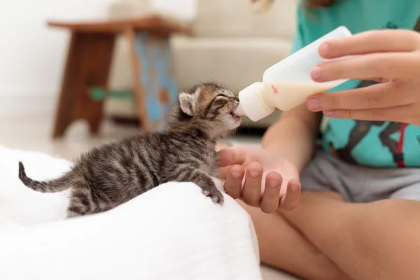 Homemade Food for 1-Month-Old Kittens: