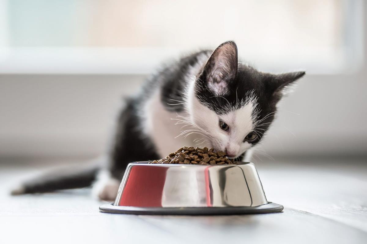 best food to feed 2 month old kitten