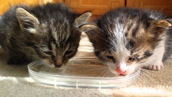 Homemade Food for 1-Month-Old Kittens:
