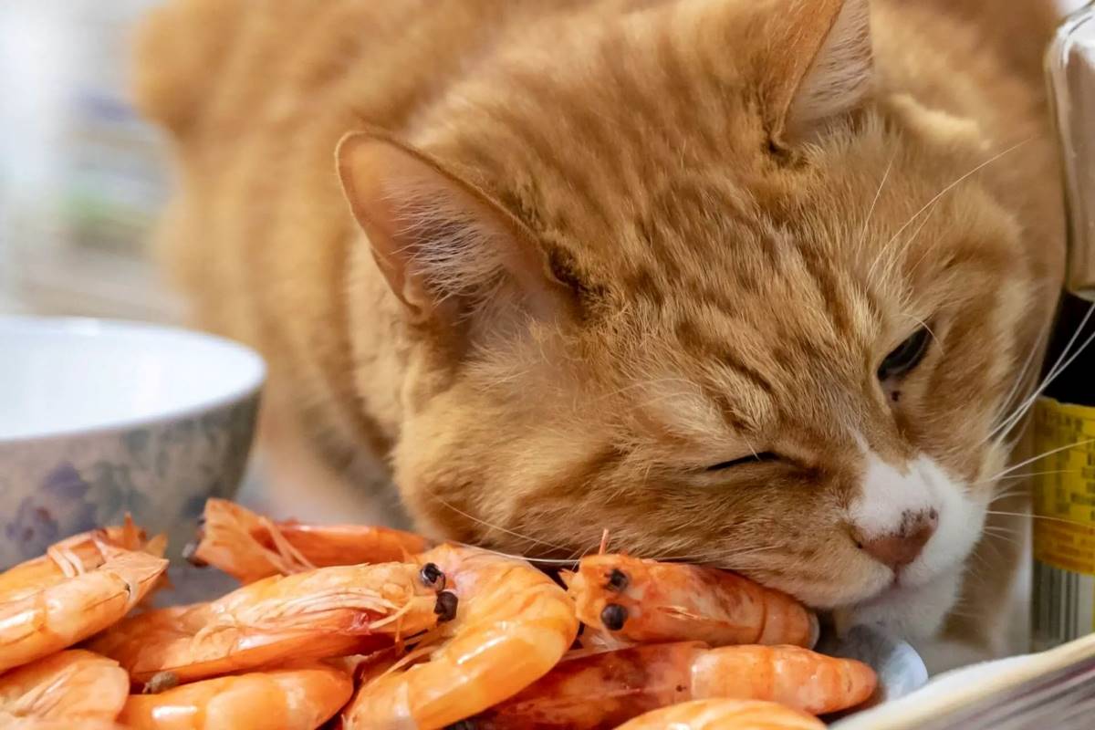 Are prawns clearance bad for cats