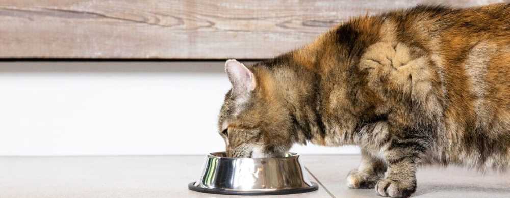 Cat Eating Dry Food Mixed with Milk