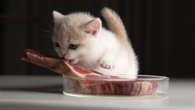 Cat Eating Lamb Heart