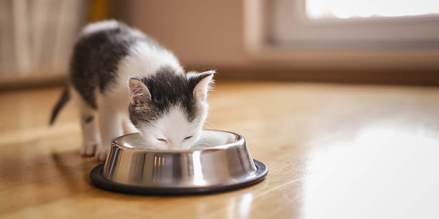 Mixing Milk with Dry Cat Food