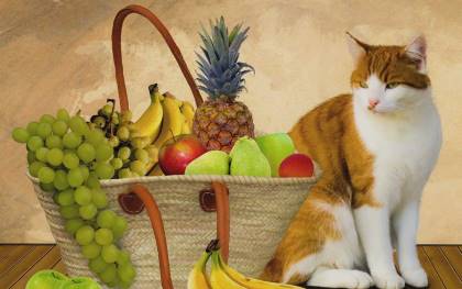 Best Homemade Cat Foods and Remedies for Constipation