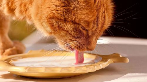 Best Homemade Cat Foods and Remedies for Constipation