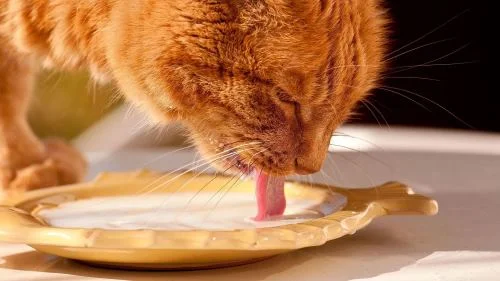 Best Homemade Cat Foods and Remedies for Constipation 3 Best Homemade Cat Foods and Remedies for Constipation