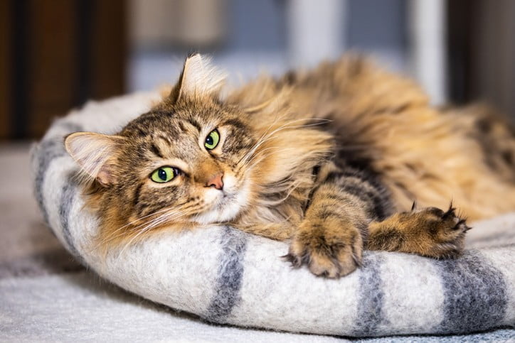 Take Care of a Cat With Arthritis